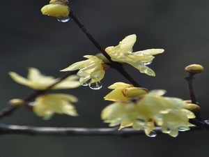 《纠缠不息 高干 》曼言