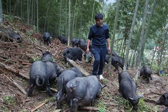 用膀胱当容器给客人倒酒会怎么样